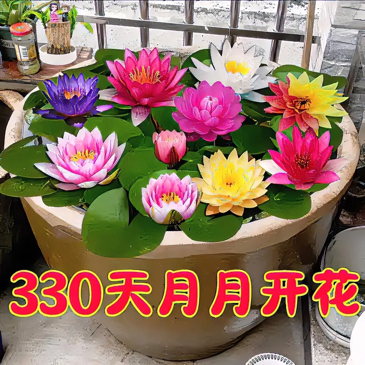 池塘睡莲花鱼缸睡莲根块带芽头四季盆栽水培植物庭院观赏睡莲花苗
