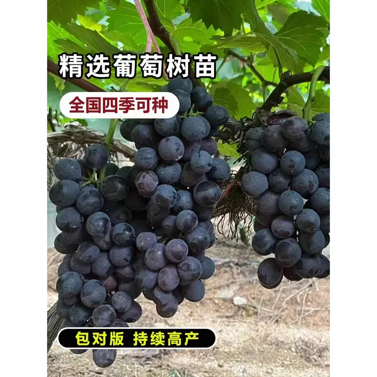 葡萄树苖特大巨峰葡萄苗爬藤阳光玫瑰葡萄树苗北南方种植果树果苗