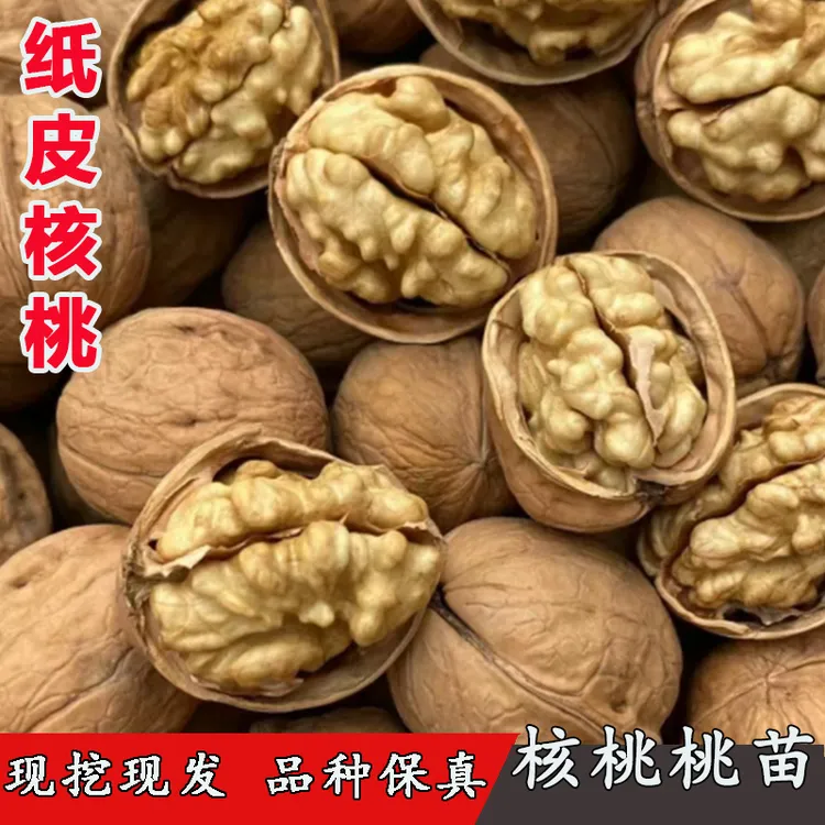 新疆温185纸皮核桃苗树嫁接薄壳薄皮核桃树苗南北方种植盆栽地栽