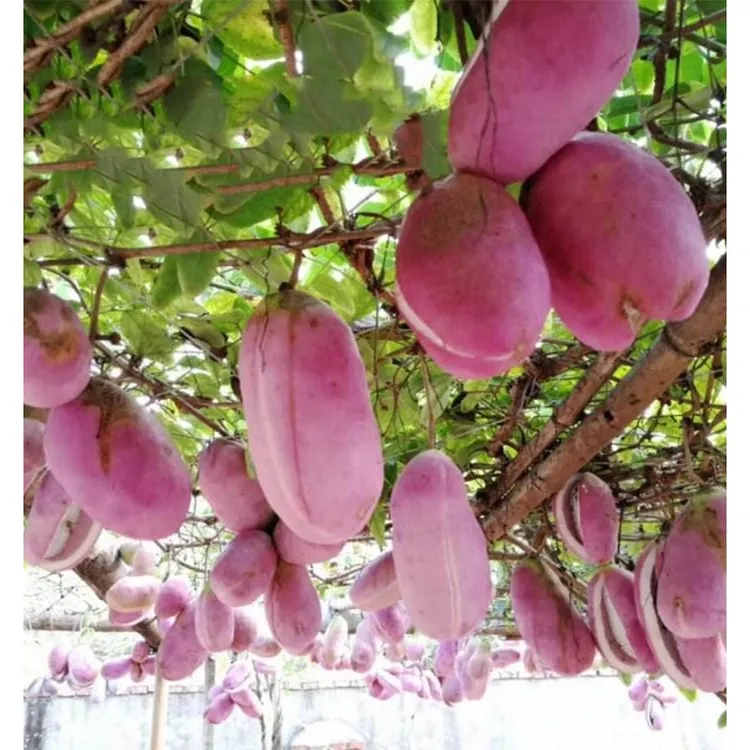 八月瓜苗八月炸野果水果苗牛卵坨中华肾果包成活阳台庭院栽种