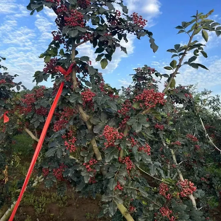 正宗大红袍四川花椒苗树磨牙棒无刺大苗小苗盆栽地栽当年结果树苗
