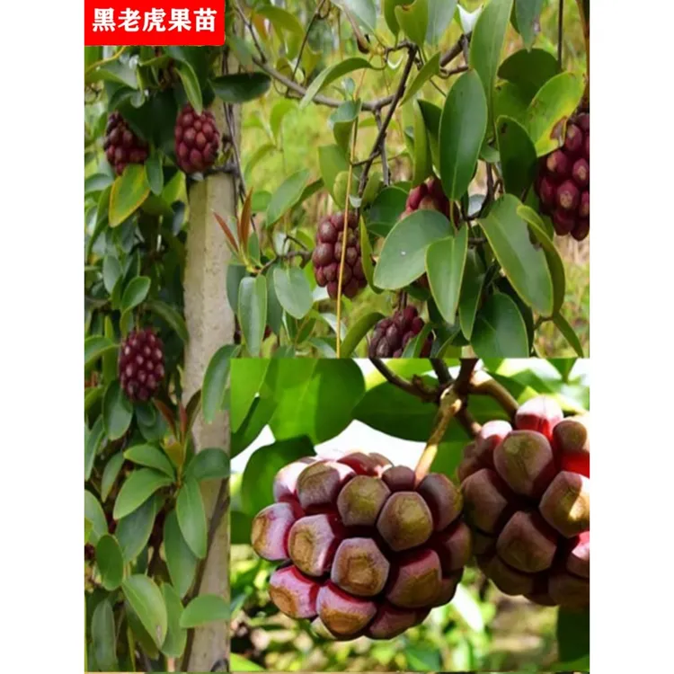 黑老虎苗布福娜苗黑老虎树苗水果苗爬藤酒饭团南北方种植当年结果