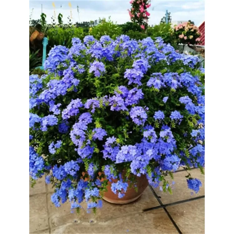 蓝雪花盆栽大苗阳台浓香型观花耐热好养植物花园庭院攀援爬藤花卉