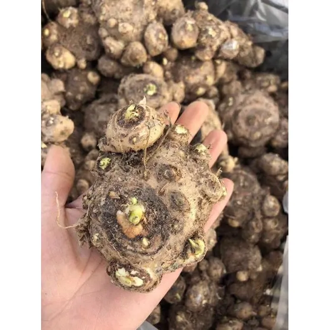 现货荷兰进口彩色马蹄莲种球大球彩马种球多年生盆栽球根花卉真