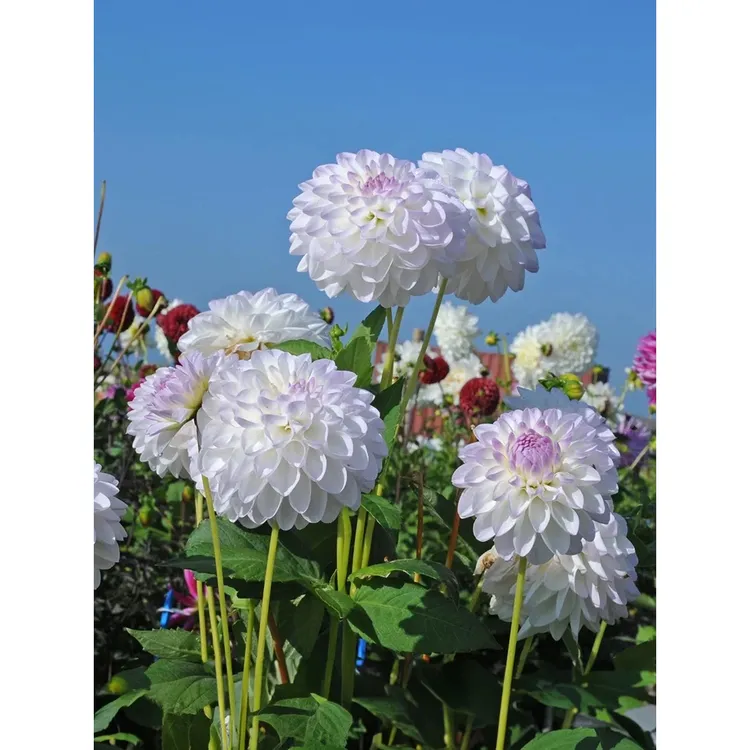 进口大丽花种球四季花卉盆栽室内外地栽大丽菊地瓜花球根花卉植物