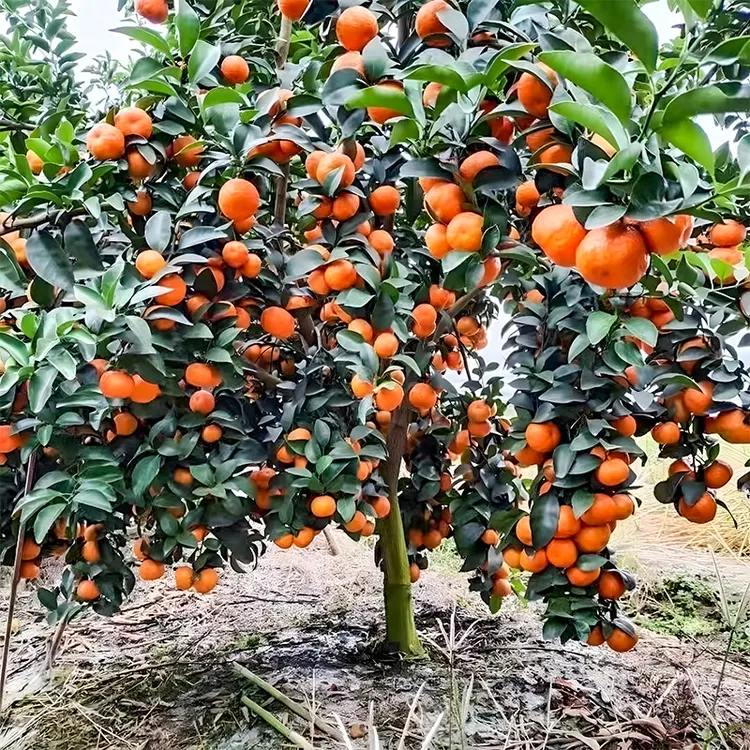 沙糖桔树苗地栽盆栽南方北方种植橘子树苗柑桔果树果苗嫁接砂糖橘