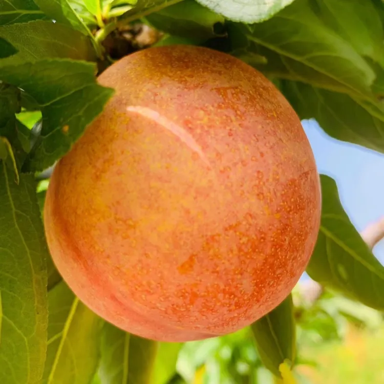 蜂糖李子树苗嫁接特大晚熟脱骨青脆李子果树苗南北方种三华李树苗