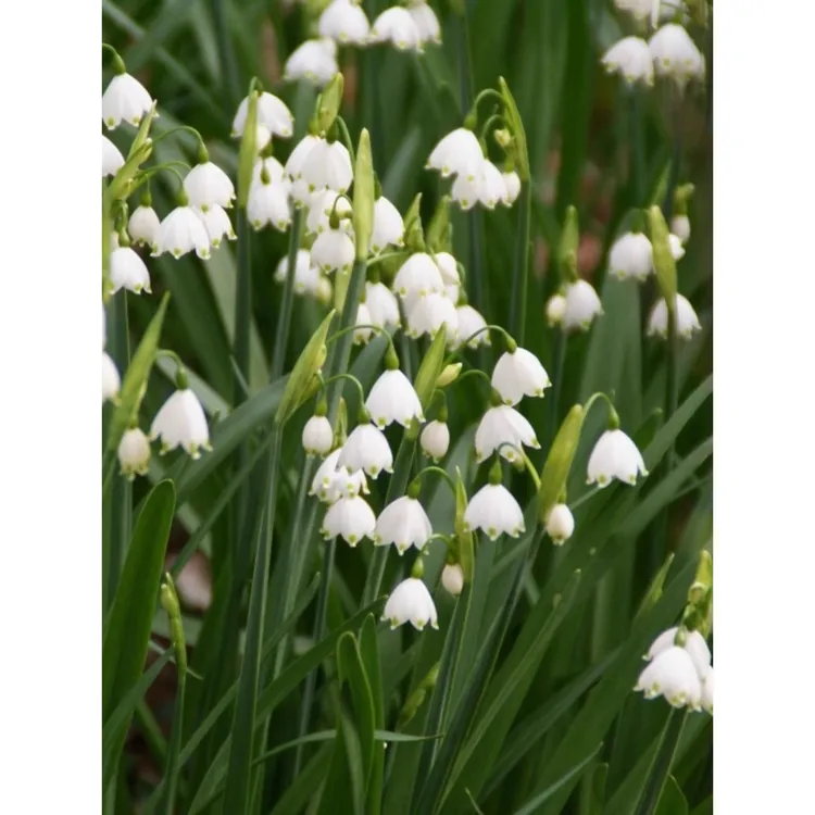 进口雪片莲种球蓝铃花盆栽雪滴花四季耐寒花卉当年开花百合多年生