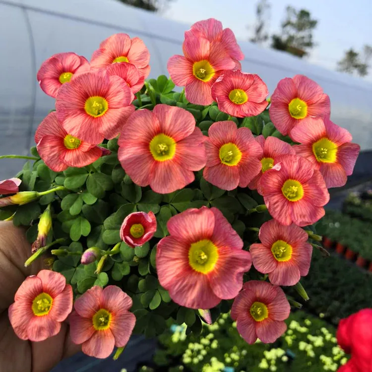 酢浆草盆栽苗秋植种球根新手好养易爆盆耐寒花幸运草阳台庭院花卉