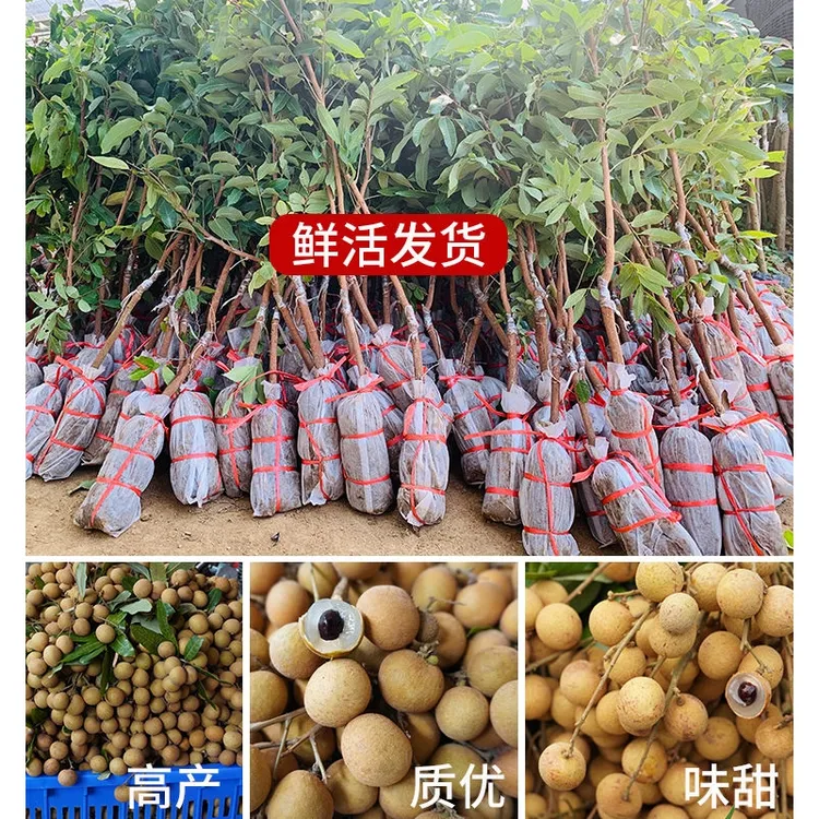 龙眼树苗石硖储良四季龙眼嫁接桂圆正宗带土带叶当年结果盆栽地栽