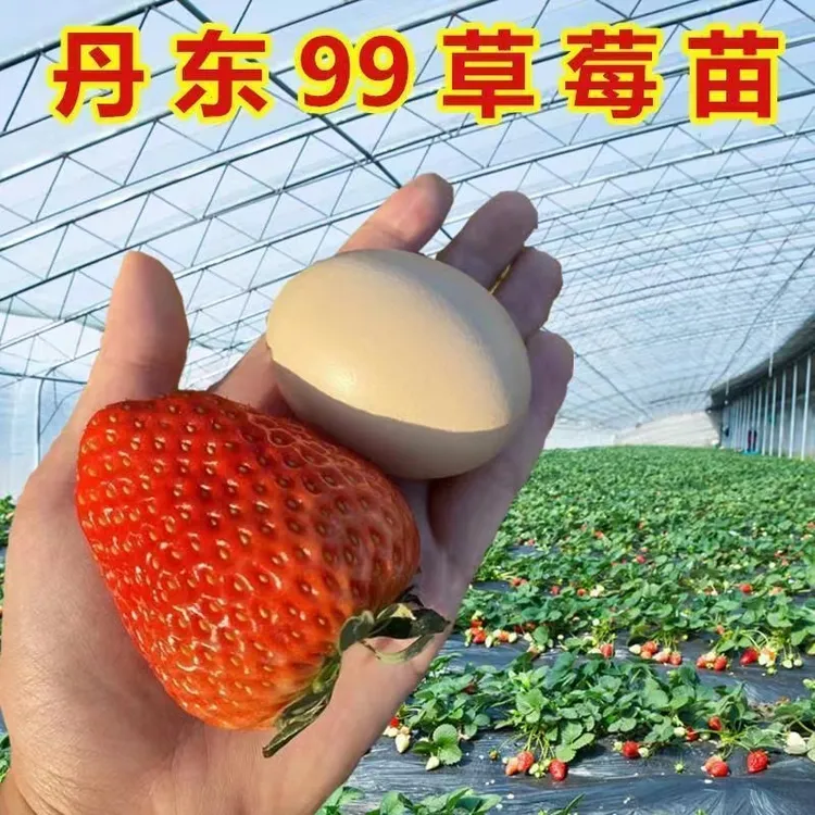 四季草莓苗盆栽带花带果红颜奶油天使新秧苗原盆原土水果种苗种子