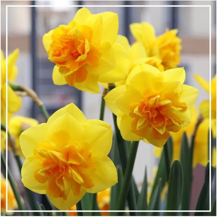 进口洋水仙种球花卉盆栽地栽耐寒易活多年生阳台庭院易上手水仙花