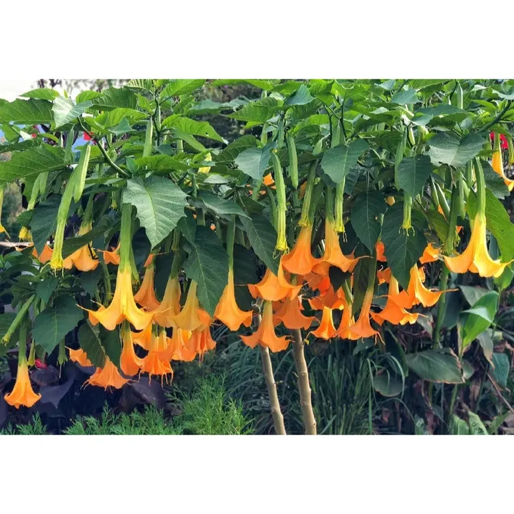 多色木本曼陀罗花吊钟花树苗盆栽大喇叭耐寒耐热正宗四季开花