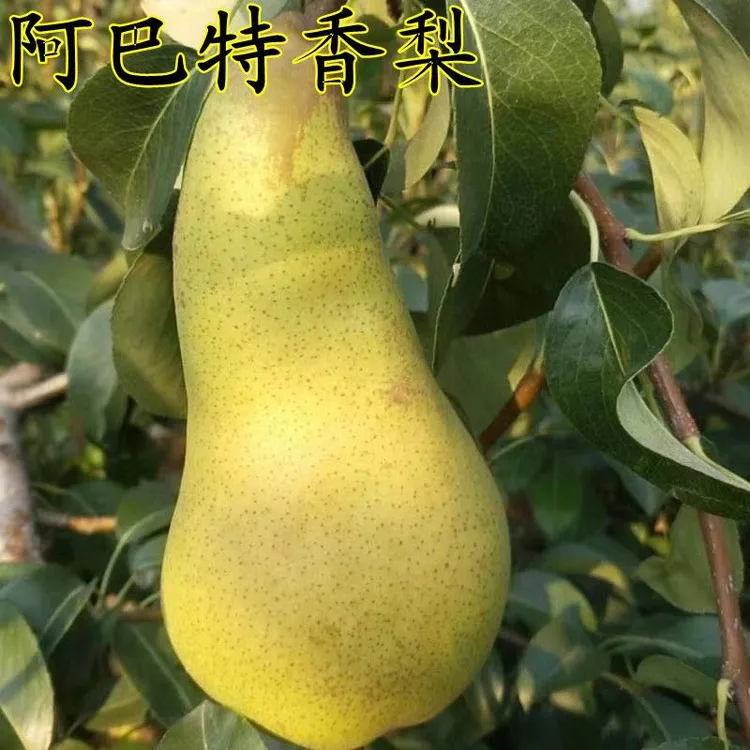 新品种嫁接梨树苗阿巴特梨树苗长颈葫芦形早熟香梨苗西洋梨树