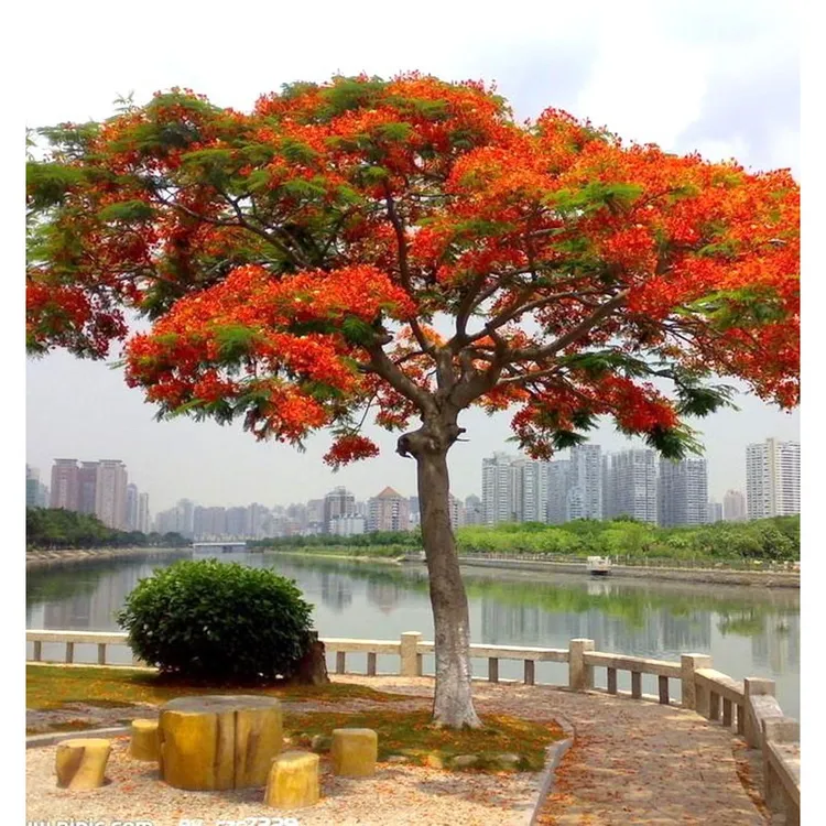 凤凰木树苗红花楹树苗名贵树苗庭院绿化地栽盆栽常绿耐寒风景树