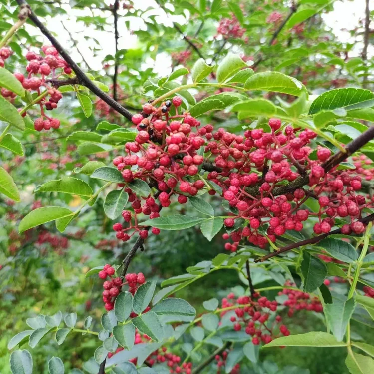 花椒苗树四川大红袍特麻椒九叶青花椒苗地栽盆栽果树果苗当年结果