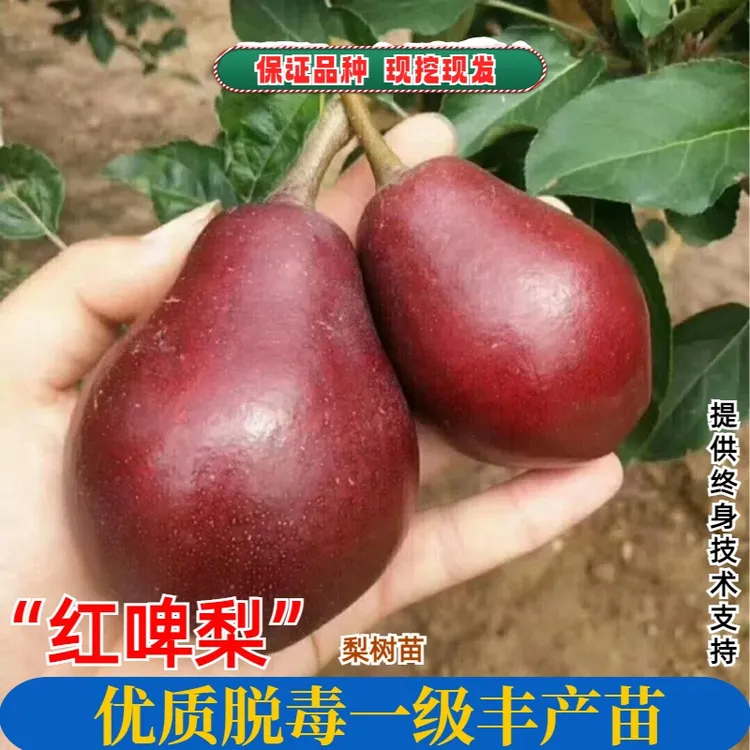 红啤梨果树苗南北方地栽庭院阳台盆栽种植特大果嫁接树苗当年结果