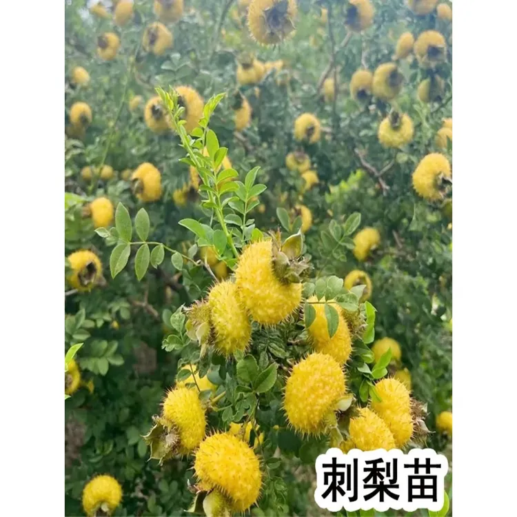 刺梨苗果树果苗金刺梨贵州刺梨树苗南北方种植盆栽地载庭院大树苗