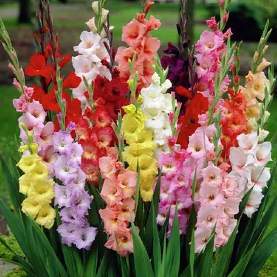 剑兰种球唐菖蒲花卉盆栽地栽多年生耐寒四季易活阳台庭院当年开花