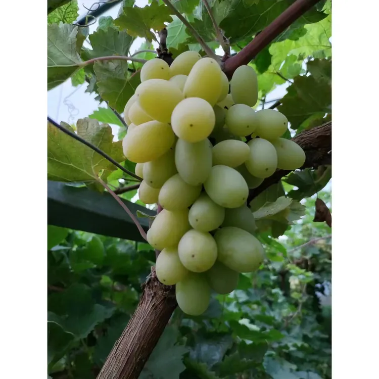 行雨苗木—秋天清脆葡萄苗嫁接苗（夏黑砧木）