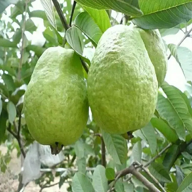 带土庭院园林种植果树番石榴树苗芭乐树苗泰国芭乐果苗