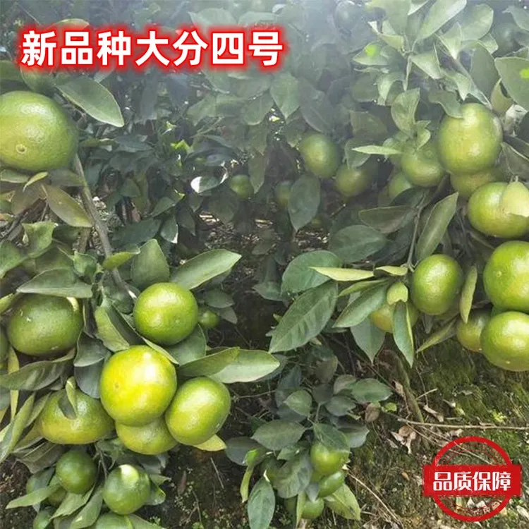大分四号桔子树苗嫁接特早熟蜜桔大分一号柑橘树苗大丰4号橘子树