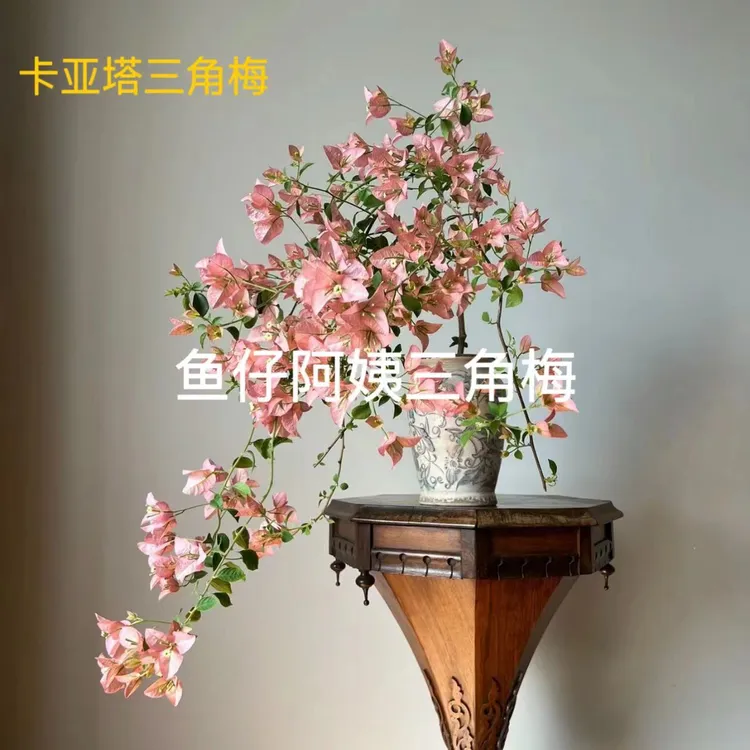 【卡亚塔 】三角梅四季勤花爬藤庭院绿