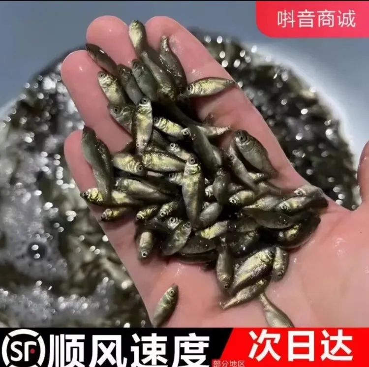 麦穗鱼活体鱼喂乌龟铅笔出售活鱼食角蛙招财猫鳜鱼食池塘养殖