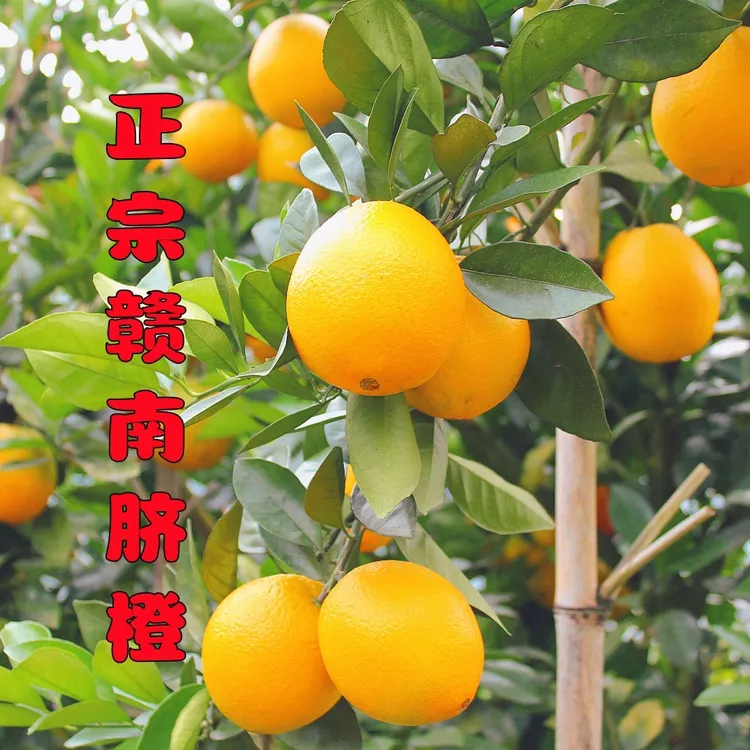 （果园顺丰直发）赣南纽荷尔高山脐橙新鲜采摘 榨果汁优选果美味