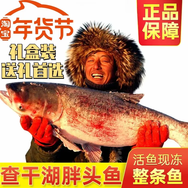 查干鱼5-50斤吉林淡水湖胖头鱼冬捕胖头鱼新鲜花鲢鱼礼盒包邮