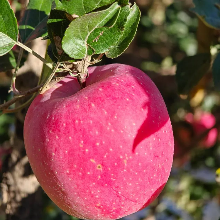 甘肃天水秦安富士苹果香脆可口多汁香甜新鲜现摘包邮