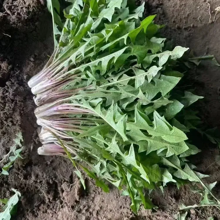 新鲜婆婆丁蘸酱菜现挖鲜嫩蒲公英东北特产顺丰包邮