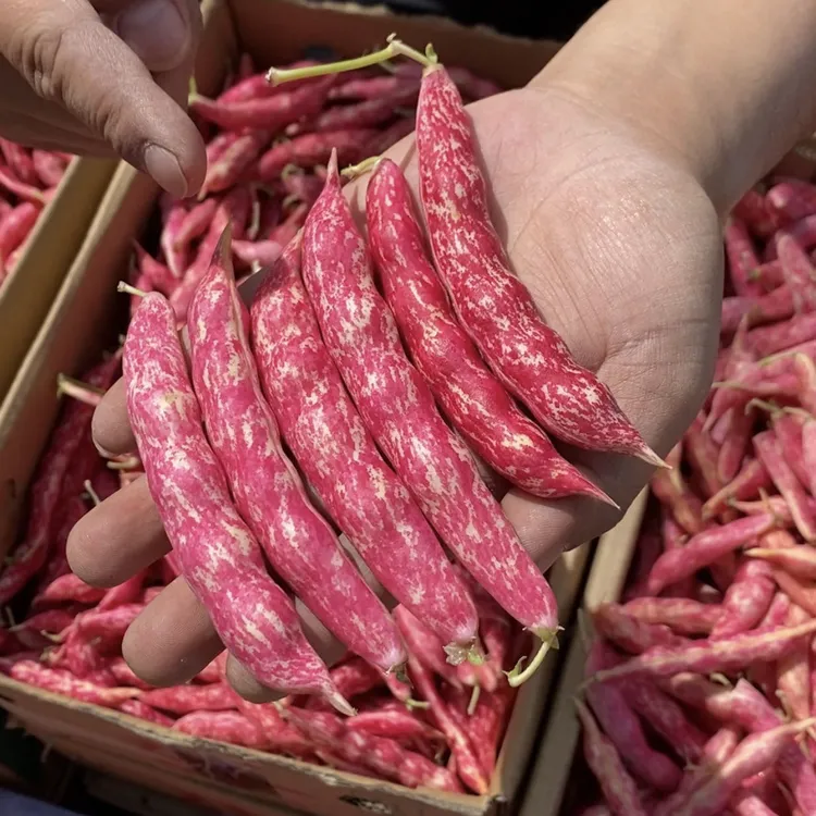 【顺丰包邮】辽宁红金勾东北油豆角自然现采摘新鲜皮薄豆粒饱满