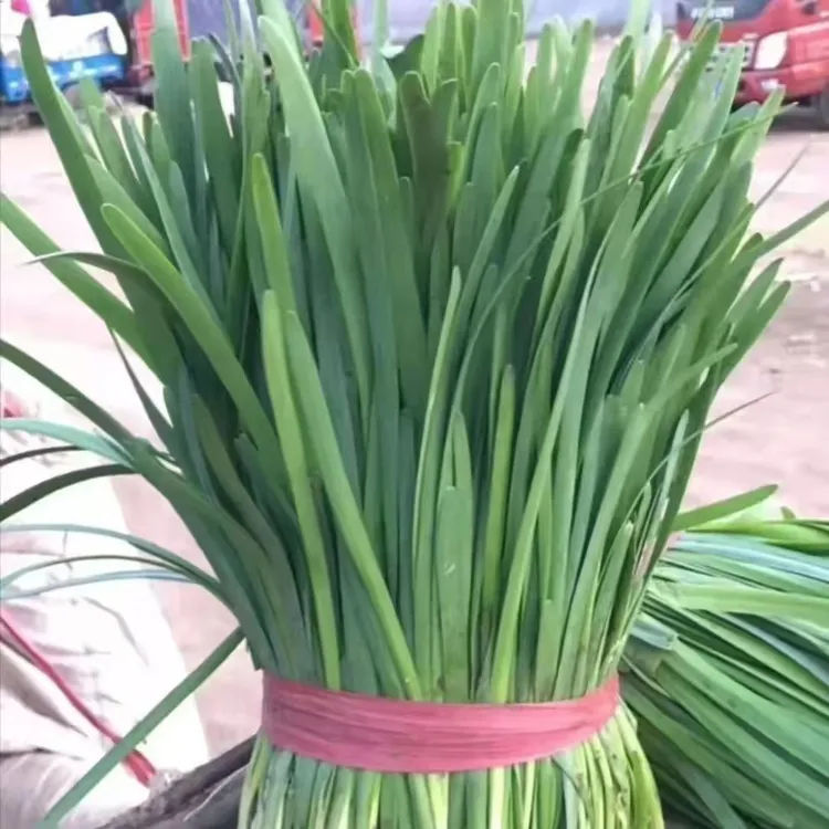 东北小叶韭菜新鲜现割鲜嫩爽口可包饺子韭菜盒子顺丰包邮