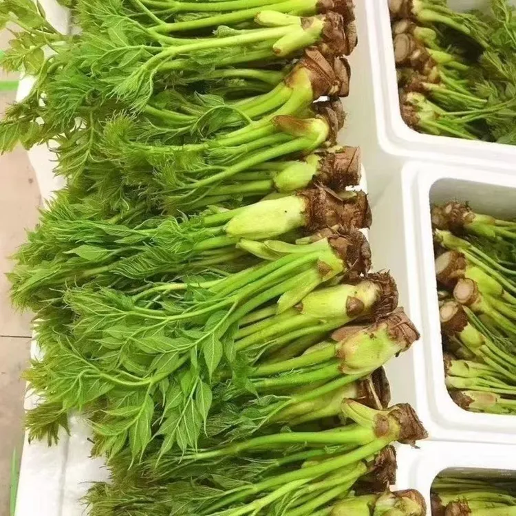 东北特产新鲜刺嫩芽大棚带根刺龙牙刺老牙山菜刺老包顺丰