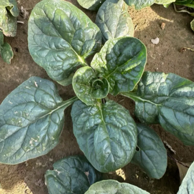 河南露天矮秆趴地菠菜霜打红根趴地菠菜青菜现挖现发