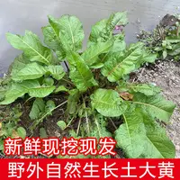 贵州新鲜土大黄老货野外生长菠菜现挖样铁根牛舌草牛耳草