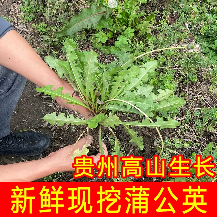 贵州高山野生新鲜现挖蒲公英带根发货