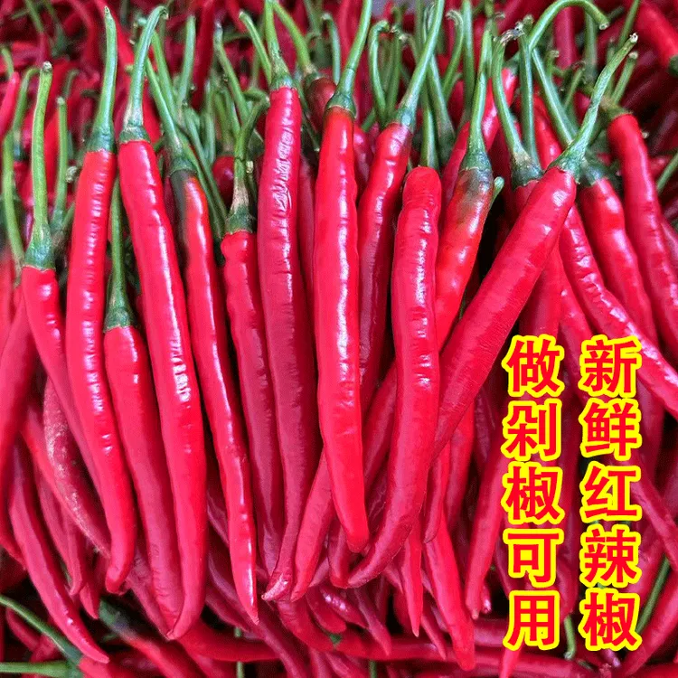 二荆条红辣椒（申通快递）贵州农家高山种植新鲜现摘糟辣椒剁椒