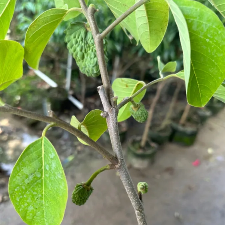 凤梨释迦果树 地栽盆栽庭院南方种植