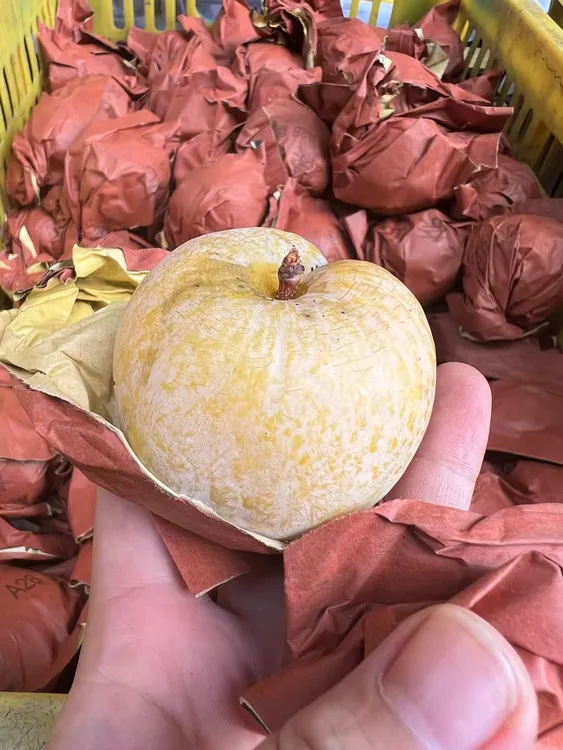 广东省乐昌九峰山黄金奈李