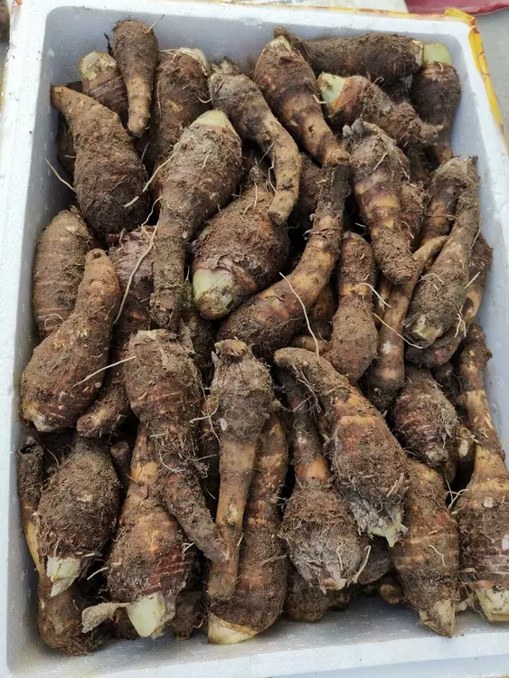 广东乐昌炮弹香芋仔正宗广东乐昌张溪香芋包香包粉包糥超好吃