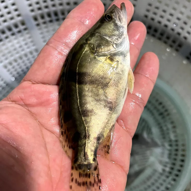鳜鱼 桂花鱼 翘嘴鳜 淡水养殖 路亚凶猛鱼 宠物活体观赏 广州直发