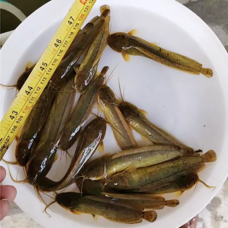 本地塘鲺 皇妃一号塘角鱼 土塘鲺 宠物活体观赏