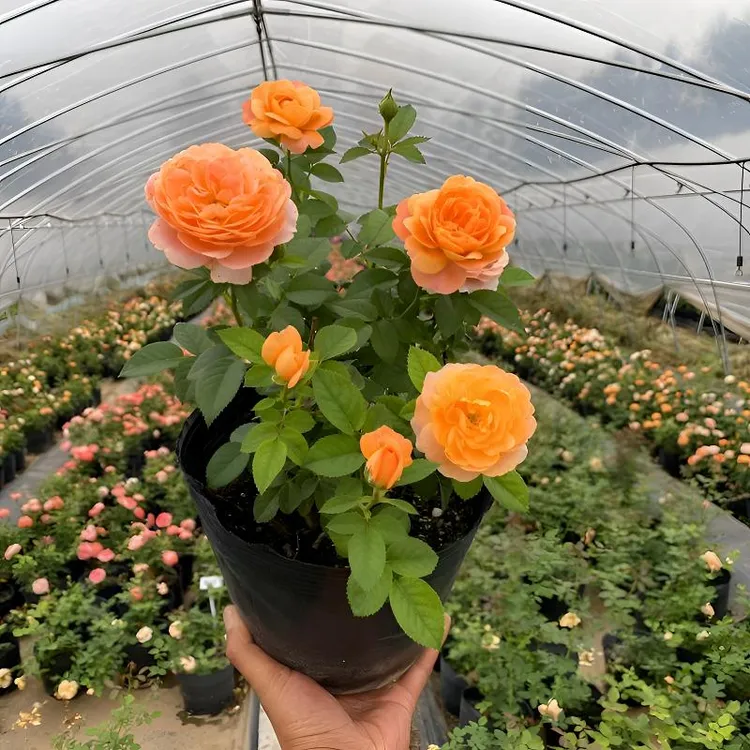 盆栽灌木月季花苗果汁阳台浓香型花卉植物庭院蔷薇玫瑰花苗带花苞