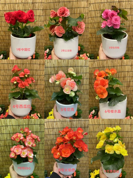 ☞丽格海棠☜拍一发三130盆室内盆栽花卉四季开花带花带苞