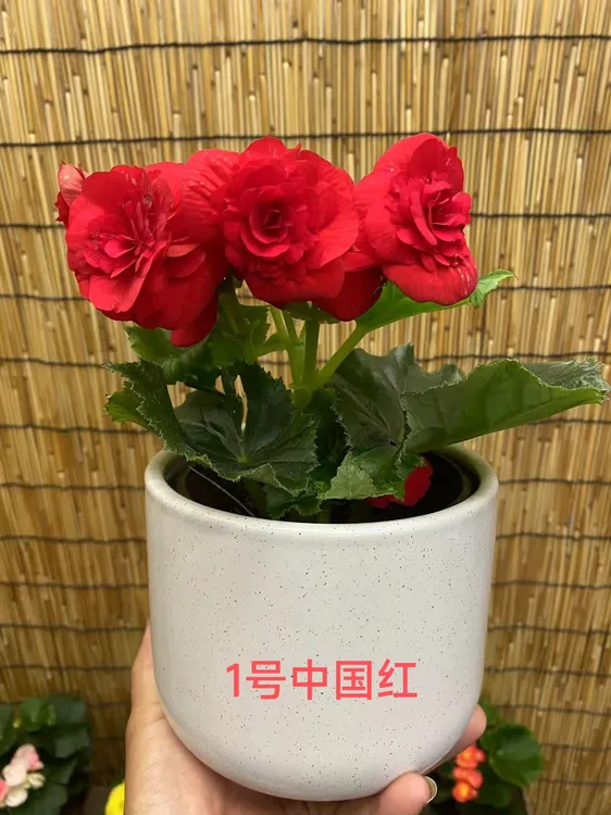 两盆丽格海棠130盆室内花卉会有掉花掉苞叶损介意勿拍不做售后