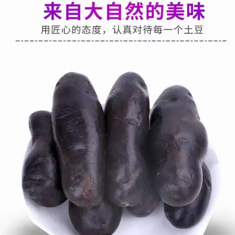 甘肃黑美人土豆礼盒，五斤装。紫黑诱惑。