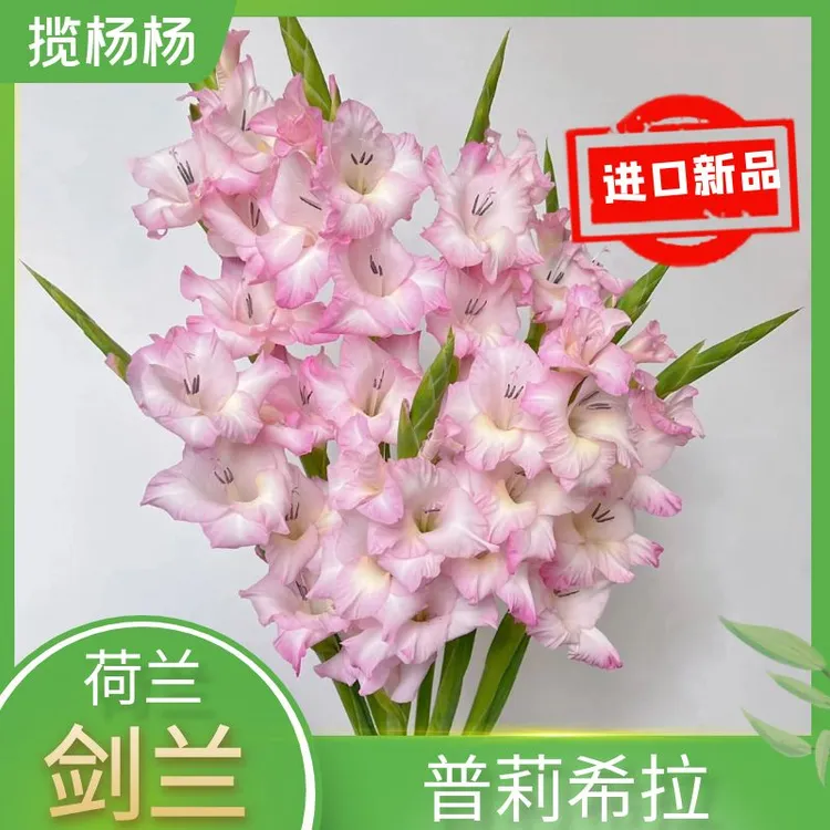 普莉希拉 一代球 荷兰进口唐菖蒲剑兰种球室内外多季 8/10 粉色