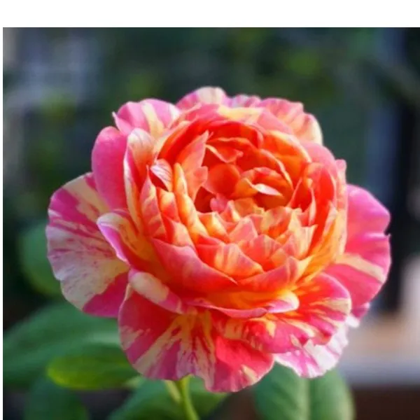 基地直发大花多花多季开花，狂欢派对（日月派对毛莨:)月季花苗
